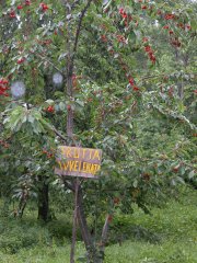 Alberi di ciliegie con i
cartelli di frutta avvelenata
(18877 bytes)